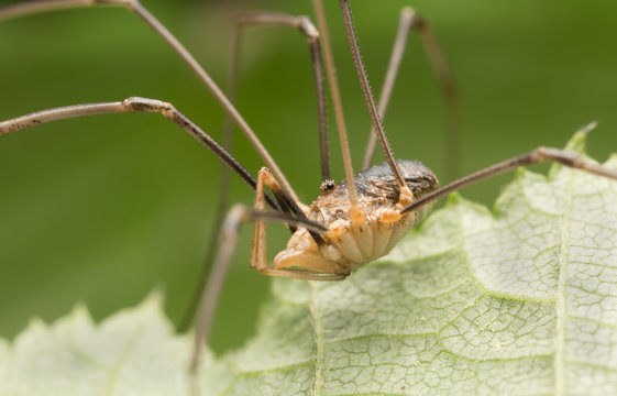 Harvestman, Phalangium opilio on leaf