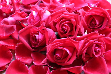 Red roses on a wooden floor.