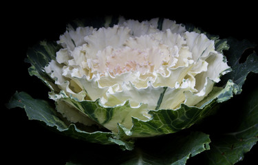 ornamental cabbage on black