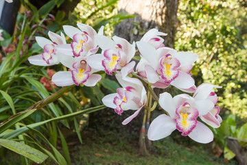 Flowers of cymbidium orchid in garden