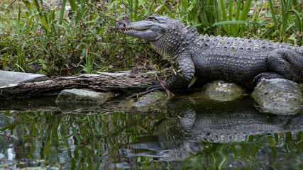American Alligator Reflected In Dark Water