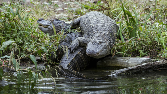 Two American Alligators On The Bank