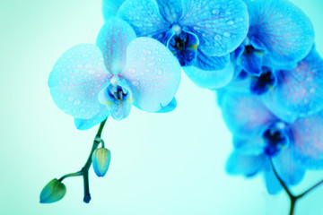 Naklejka na ściany i meble Beautiful orchid flower on blue background