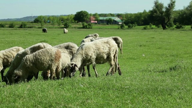 Flock of sheep gazing, walking and resting on a green pasture