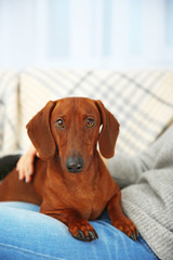 Woman with cute dachshund puppy on plaid background