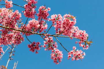 Thailand Sakura pink flower with blue sky in ChiangMai, Thailand