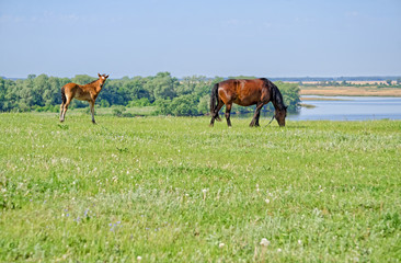 Horses graze near the river.
