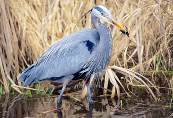 Great Blue Heron Catching Fish