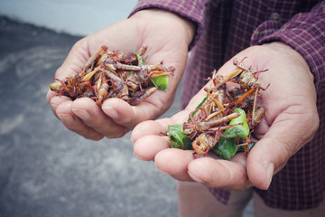 Fried insect on hands