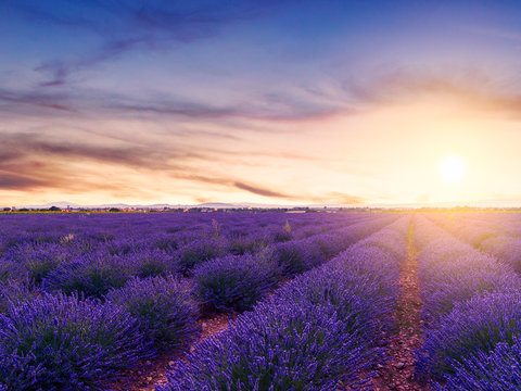 Sunset over a summer lavender field in Valensole