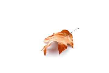 Dry leaf, isolated on white