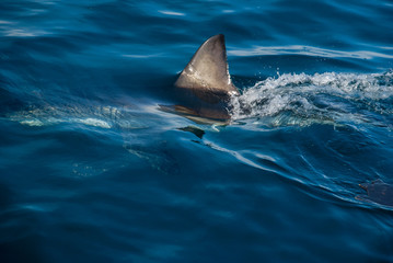 Naklejka premium Great white shark (Carcharodon carcharias)