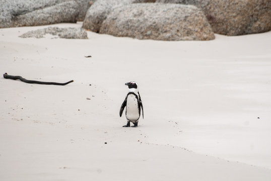 An African penguin on Boulders Beach