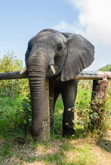 Fototapeta na wymiar An African elephant leans on a fence in a game reserve in South Africa