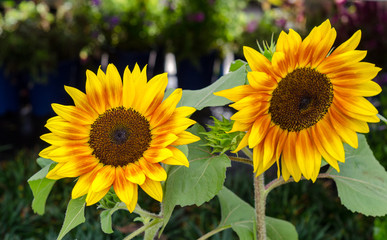Obraz premium Beautiful bright sunflowers close up