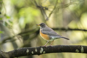 American Robin (Turdus migratorius)