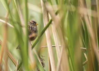 White-Crowned Sparrow (Zonotrichia leucophrys)