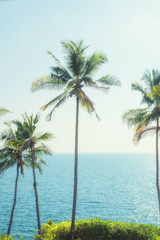 Palms, sky and sea