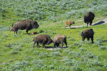 A day in the life of a Bison herd.