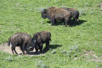 Fototapeta na wymiar Daily life in a Bison herd in Yellowstone National Park.