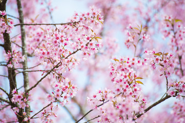 sakura, thai cherry blossom in garden