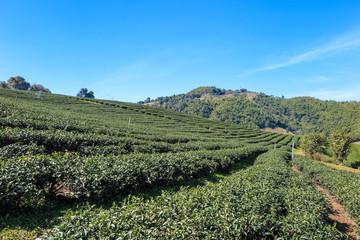 Fototapeta na wymiar Organic green tea farm landscape