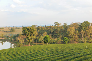 Fototapeta na wymiar Organic green tea farm landscape