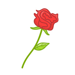 red rose isolated illustration