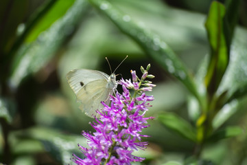 La mariposa sube a lo alto de la flor.