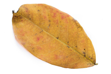 Fototapeta premium dry leaf on white background
