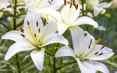 White Lily flowers in a garden, shallow DOF - obrazy, fototapety, plakaty