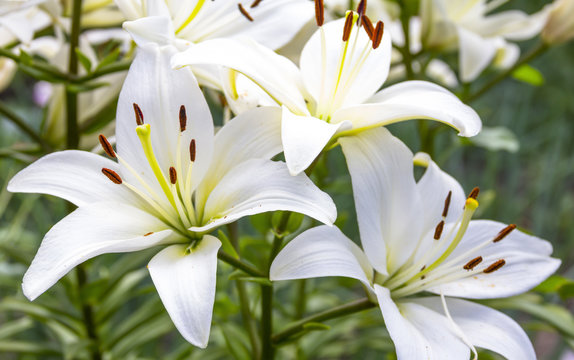 Fototapeta White Lily flowers in a garden, shallow DOF