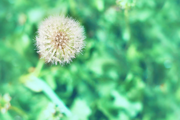 Fototapeta premium Dandelion and green background