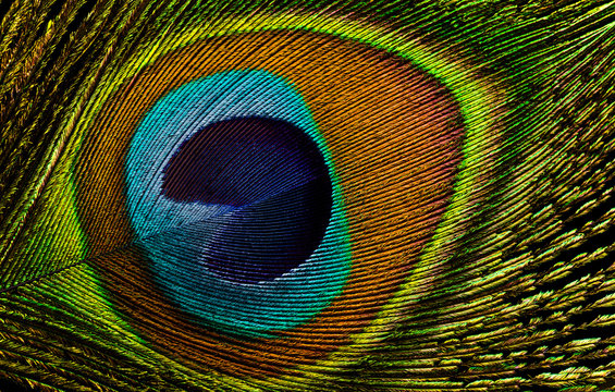Fototapeta Peacock Feathers Background