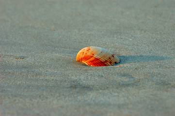 morning sunlight on seashell on the beach