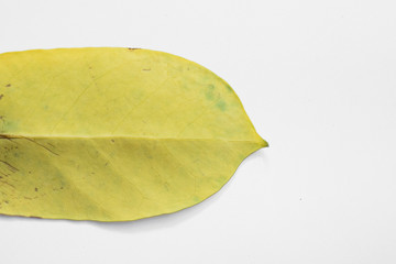 yellow leaf on white background