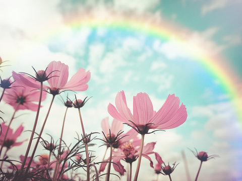 Vintage style and soft focus photo of beautiful pink cosmos flowers in garden with rainbow , selective focus. For background or poster.