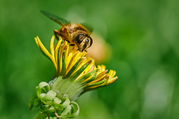 Close-up portrait of a Honey Bee on yellow dandelion
