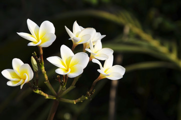 Plumeria flowers are white with a black background.