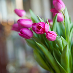 Beautiful tulips bouquet. Soft focus