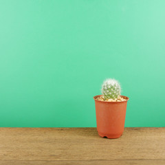 The little green cactus in small brown plant pot on brown wooden planks for home decoration.