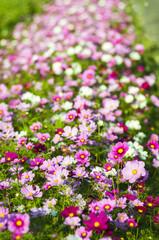 Naklejka premium コスモス