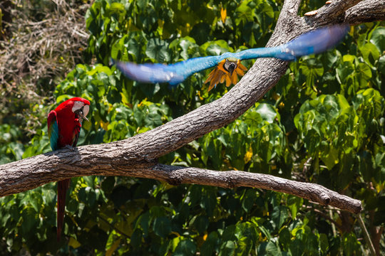 macaw parrot in flight