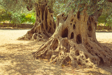 Grands vieux racines et tronc d& 39 olivier