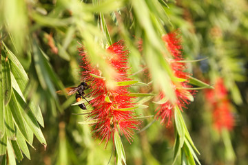 Close up of a insect on the red flower in the garden