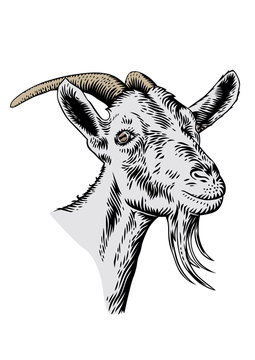 Goat head with horns