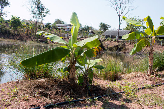 Banana tree,Bunch of ripening bananas on tree