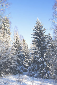 Winter wonderland in Finland. An image of trees covered with snow on a sunny afternoon. The sun is about to go down. Image has a vintage effect applied.