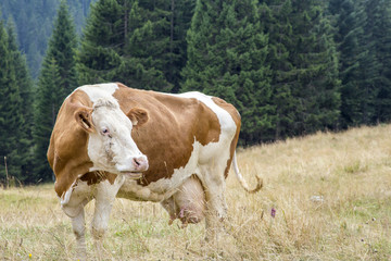 Fototapeta na wymiar Brown and white cow grazing in mountain