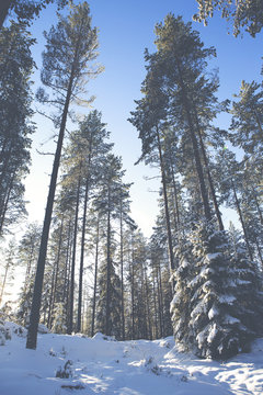A winter wonderland in Finland. An image of snowy forest taken from low point of view. Snow is covering the trees and ground. Image has a vintage and light flare effect applied. 